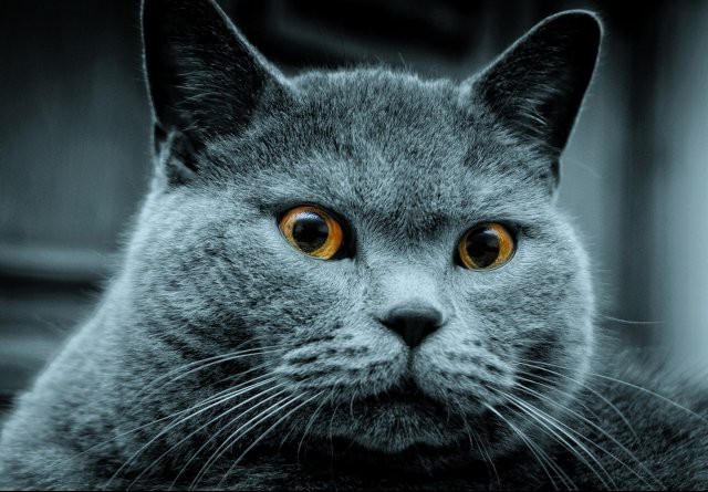 Angry Cat 