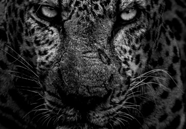 iTiger