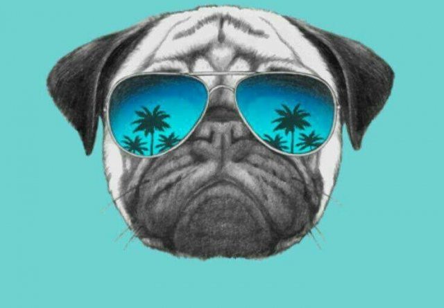 Pug 