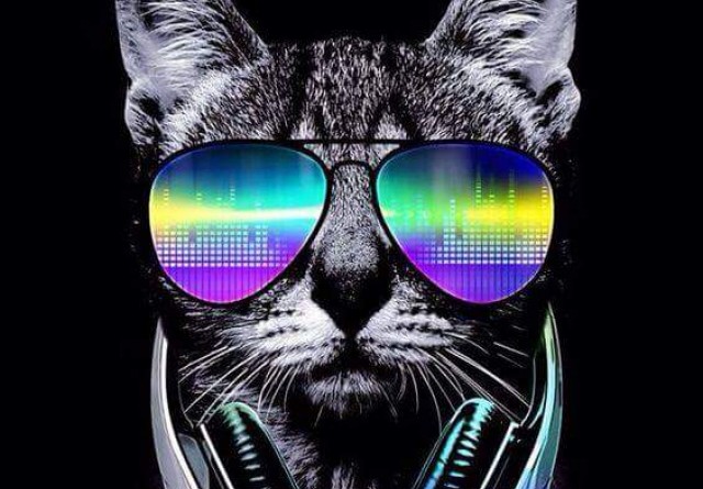 Cat ðŸ˜Ž