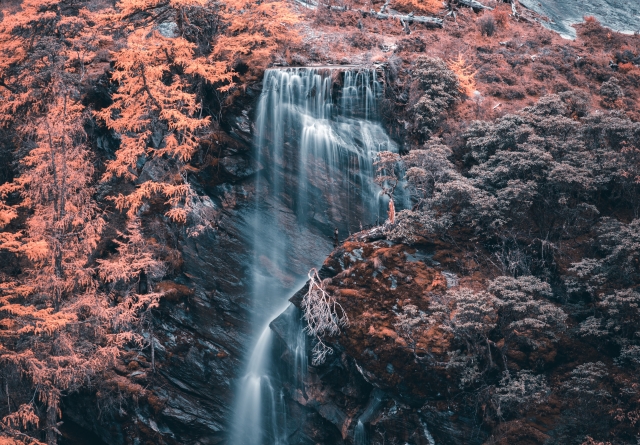 Fantasy Forest